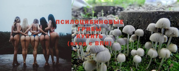 apvp Алзамай